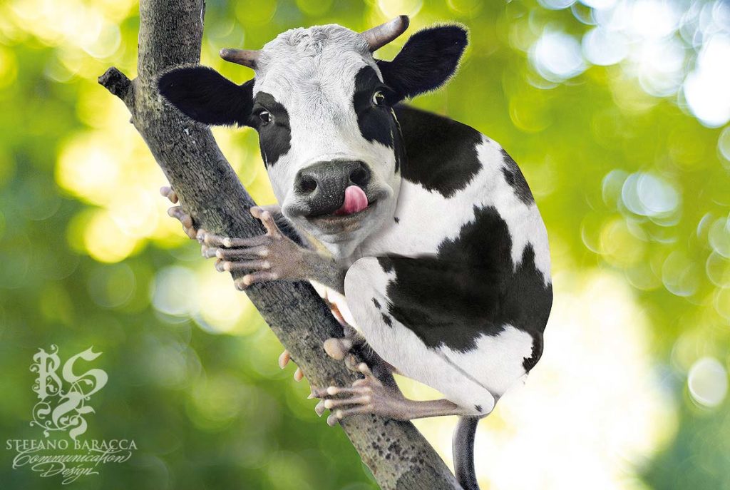 Mucca su un albero