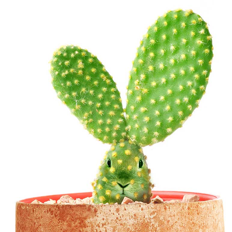 Cactus elaborato con testa di coniglio